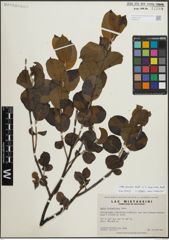 Foto von Salix discolor Muhl. x Salix myricoides Muhl.